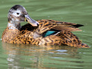 Laysan Duck (WWT Slimbridge August 2010) - pic by Nigel Key